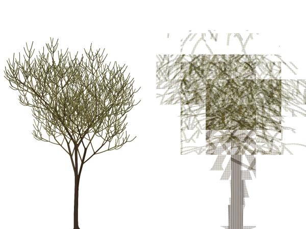 Trees_of_Life_11.jpg
